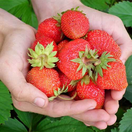 Farm Fresh Strawberries picked fresh from the farm at Mortimer Farms in Dewey, AZ.